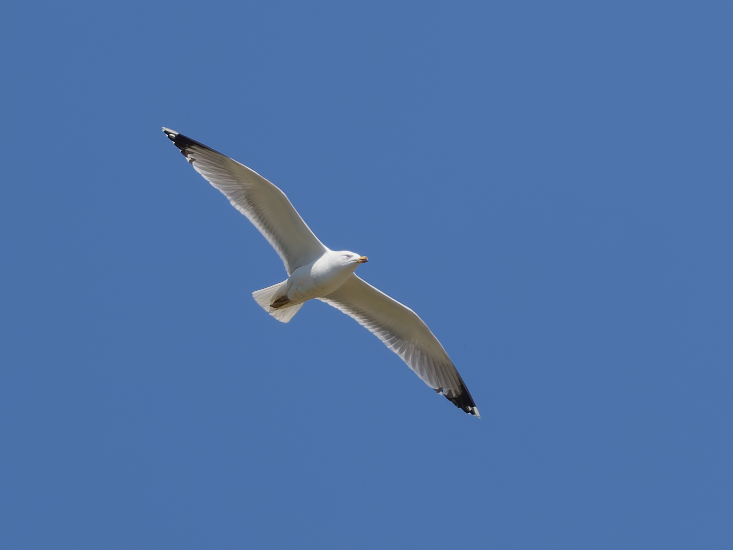 Larus&nbsp;michahellis / Yellow‑legged&nbsp;gull / Geelpootmeeuw